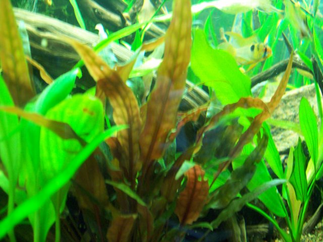 100_1734.JPG