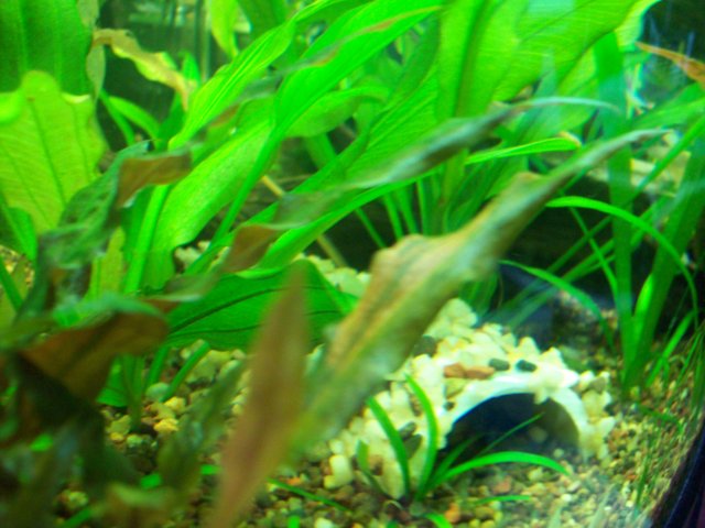 100_1736.JPG