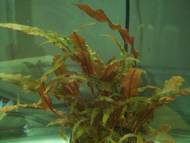 100_1737.JPG