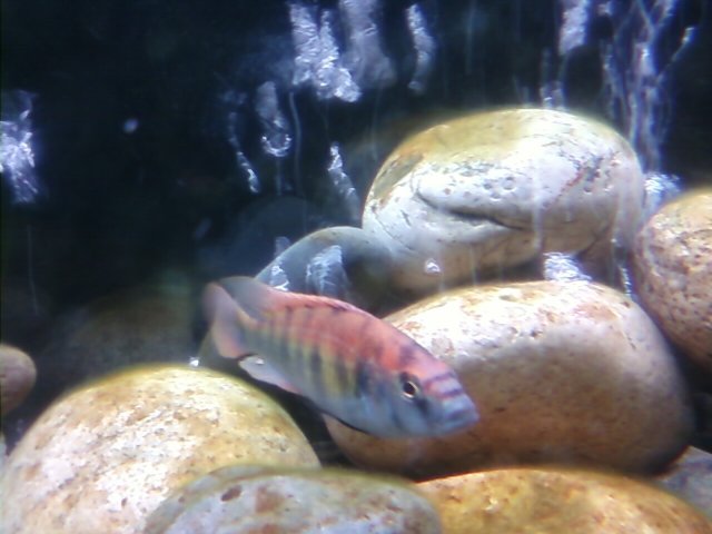 Fish 067.jpg