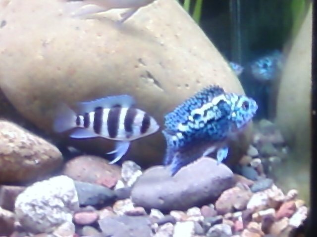 Fish 064.jpg