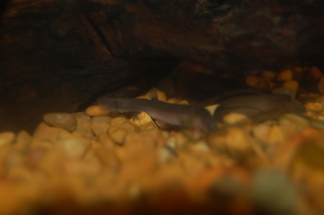 DSC_0128.JPG