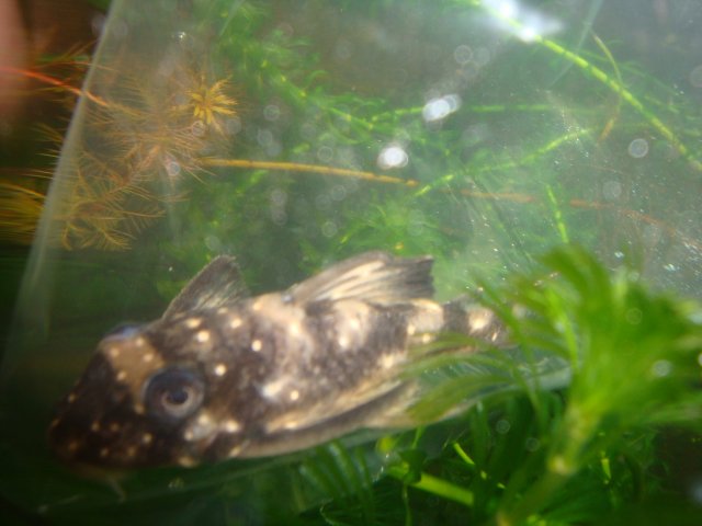 new fish L004 003.JPG
