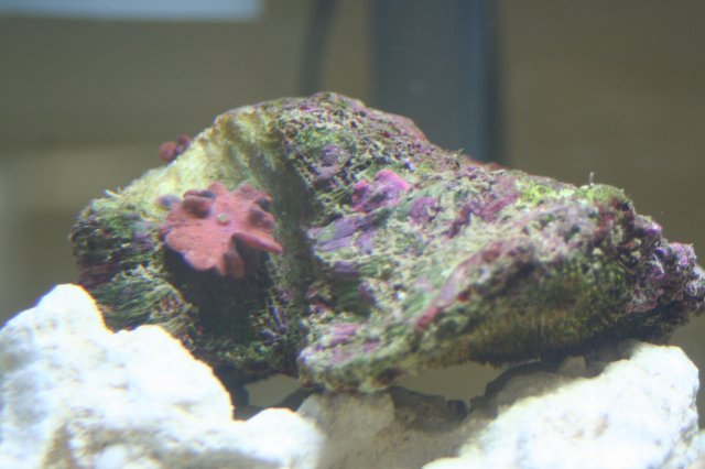 New SW Tank 021.jpg