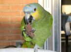 bird steak.jpg