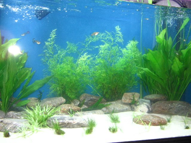 IMG_0012.JPG IMG_0012.JPG