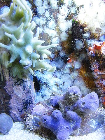 sponge 1.JPG