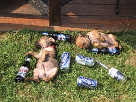 drunkdogs.jpg