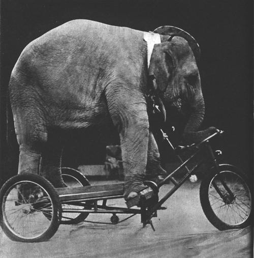 eletricycle.jpg