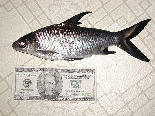 bala.jpg