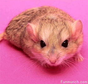 1627-animal-mouse-shark-mouth.gif 1627-animal-mouse-shark-mouth.gif