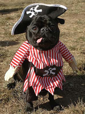 dog-pirate.jpg dog-pirate.jpg