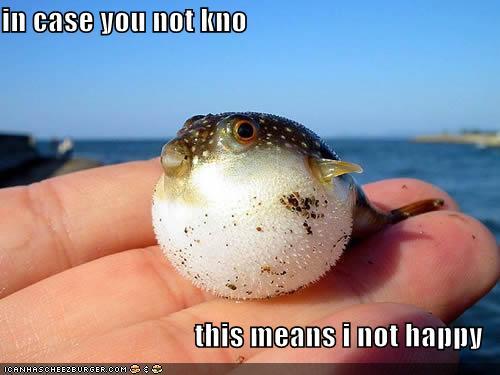 funny-pictures-unhappy-puffer-fish.jpg funny-pictures-unhappy-puffer-fish.jpg