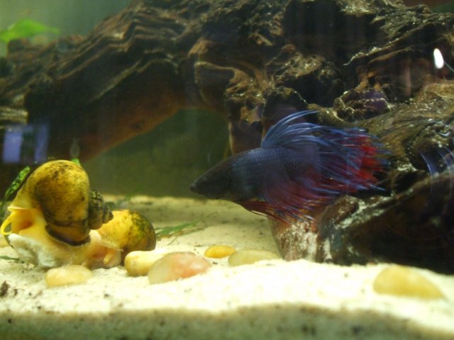 Betta observation.jpg