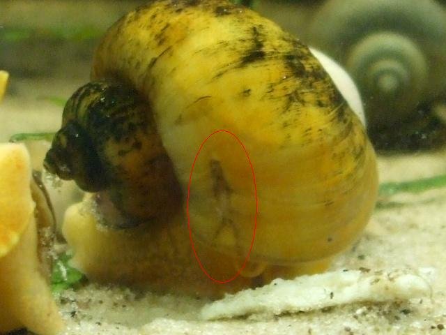shell damage.jpg