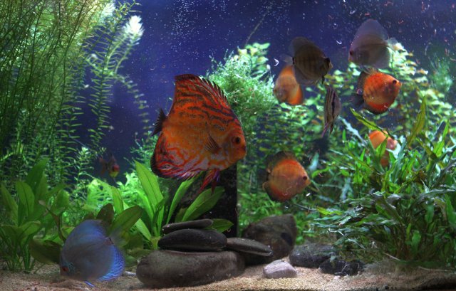 Group Feeding on Blood worms.jpg