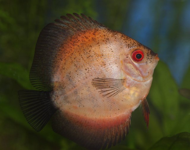 PB 03 Good Focus.jpg