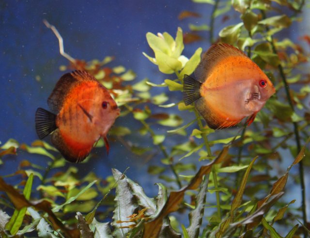 PB Light and Dark.jpg