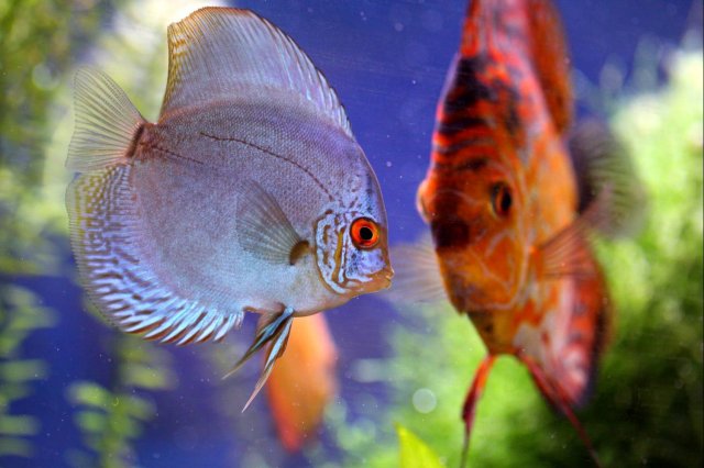 Pricard and Grover.jpg