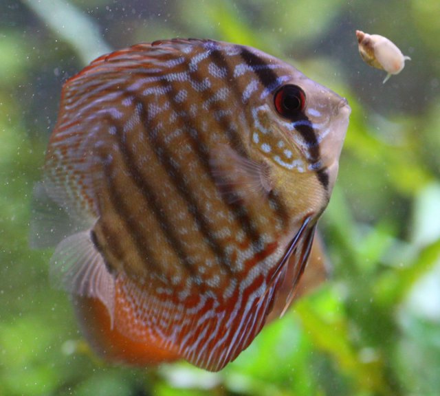 Richer looks at a snail.jpg