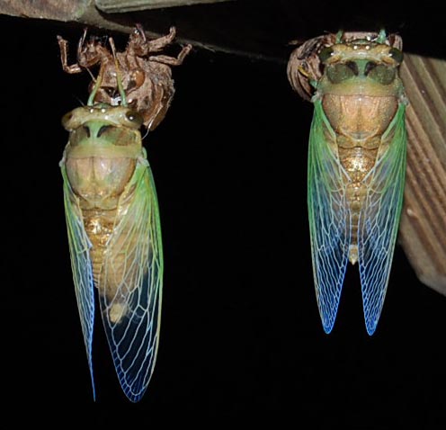 cicada.jpg