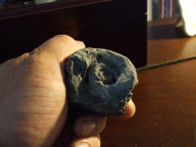 Snail fossil 1.jpg