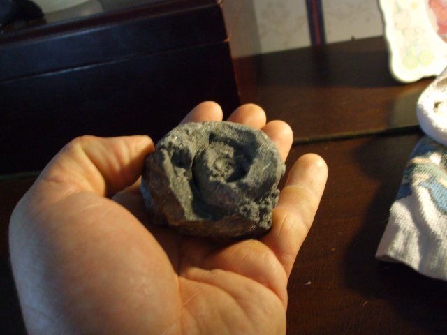 Snail fossil 2.jpg