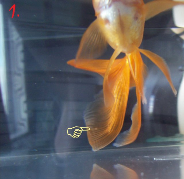 100_0060 copy.jpg
