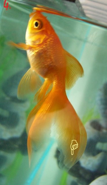 100_0081 copy.jpg