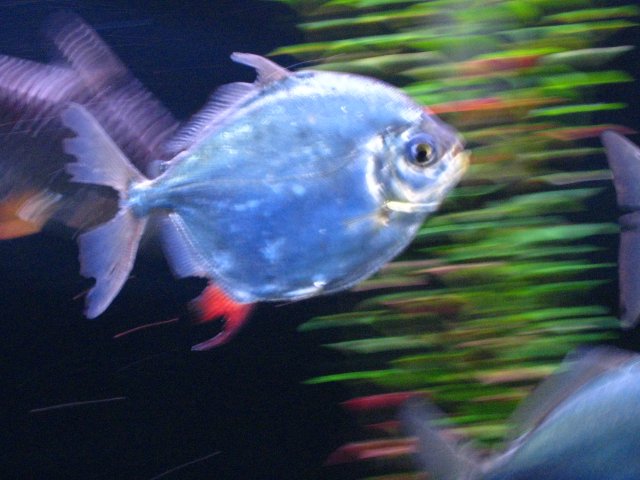 IMG_0242.JPG