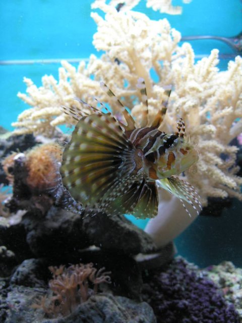 lionfish for internet.jpg