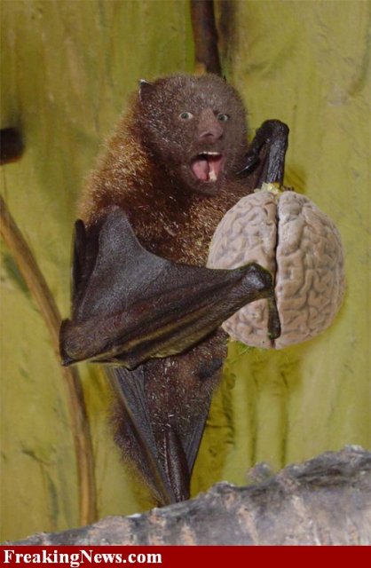 bat--15178.jpg
