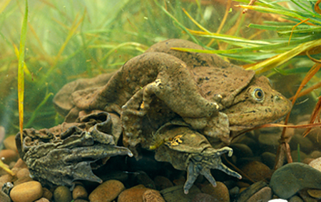 frog.jpg