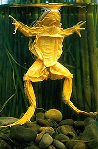 frog_jar.jpg