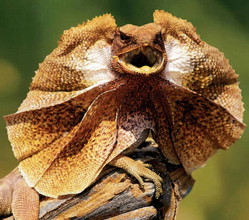 23418,xcitefun-frilled-lizard.jpg