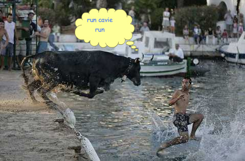 bull_accident-1.jpg