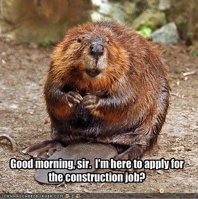 beaver-wants-a-job-application.jpg