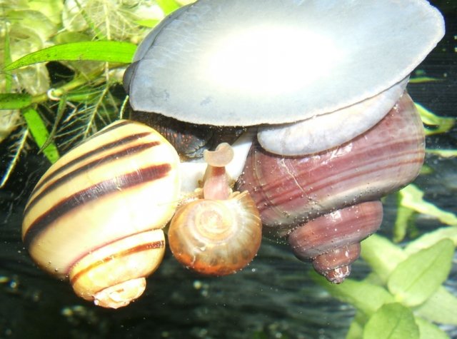 snail_lovefest1b.jpg snail_lovefest1b.jpg