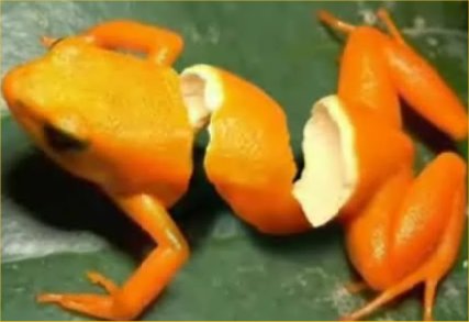 funny_sliced-organge-frog.jpg