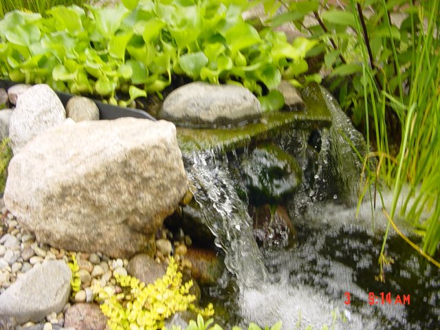 Pond Pics 003.jpg