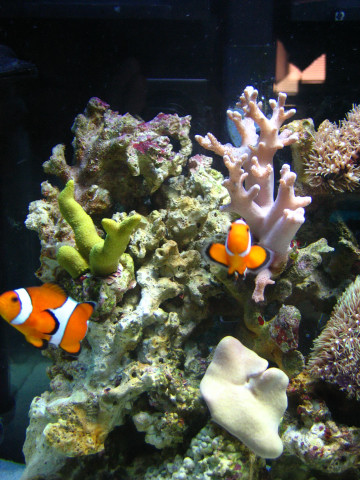 Reef Tank 002.jpg