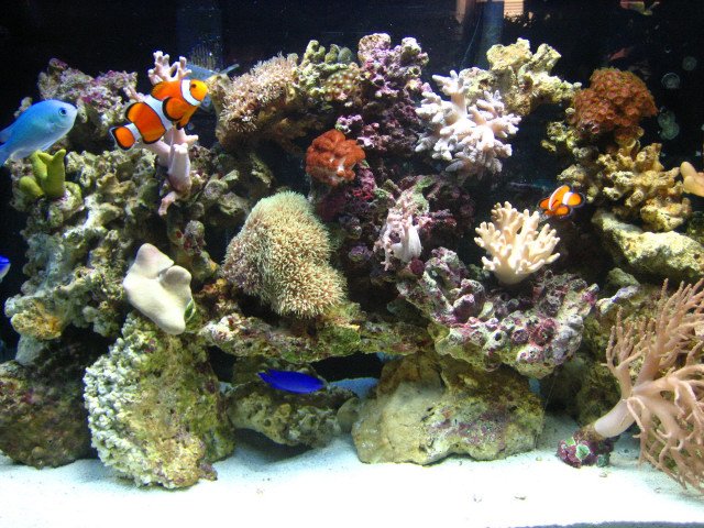 Reef Tank 005.jpg