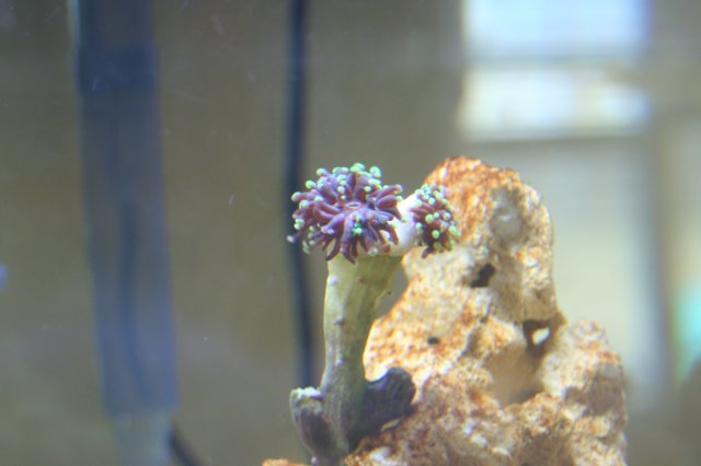 New SW Tank 036.jpg