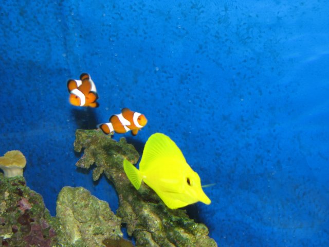 IMG_2645.JPG IMG_2645.JPG