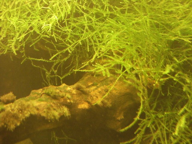 moss_java_90.JPG moss_java_90.JPG
