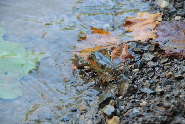 DSC_0371.JPG