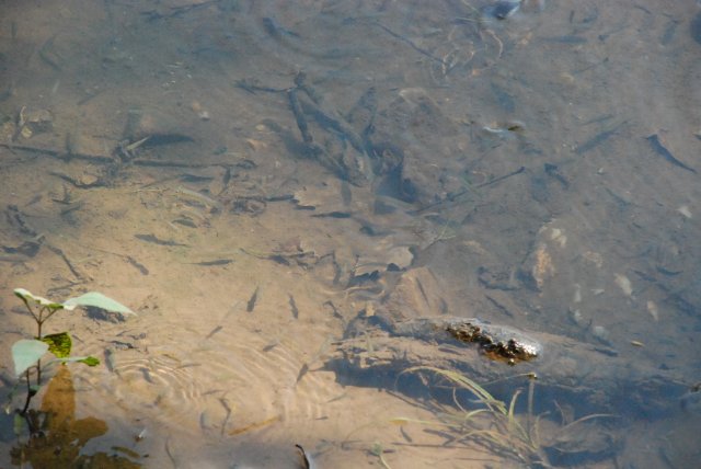 DSC_0381.JPG
