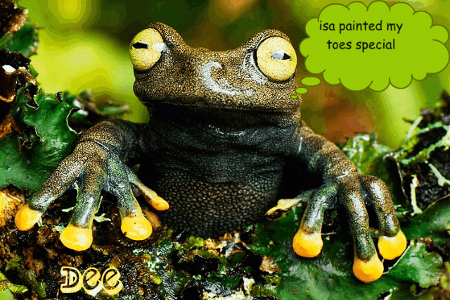 animal-frogs-4-1.gif