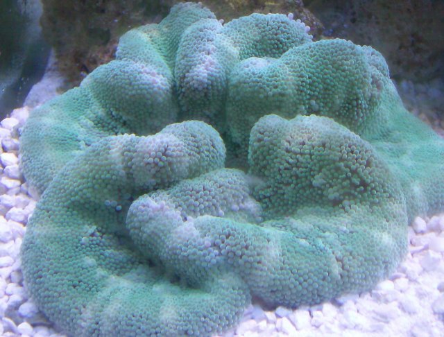 carpet eats snail 001.JPG
