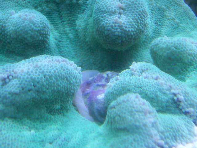carpet eats snail 009.JPG